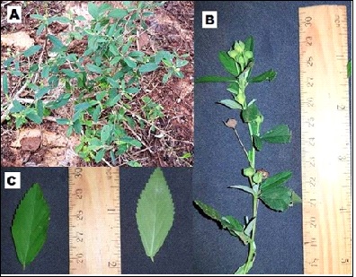 Morfoanatomía Foliar De Sida Rhombifolia L. (Malvaceae) “typycha Hũ ...