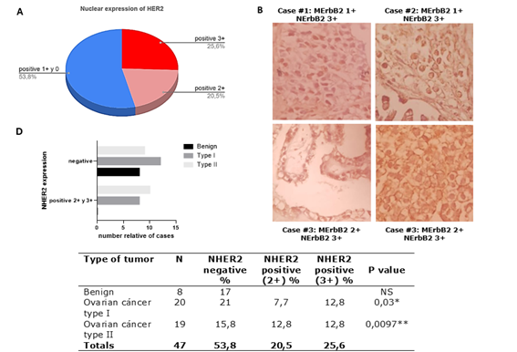 Nuclear expression of the HER2 oncogene in epithelial ovarian cancer