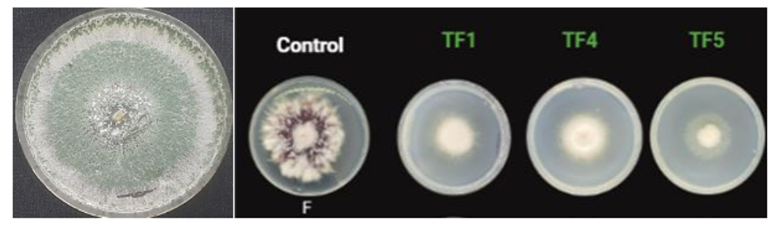 Trichoderma as biocontrol agent - in focus